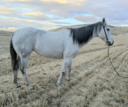 HorseID: 2321288 Wren - PhotoID: 1109150