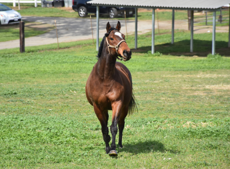 HorseID: 2321306 Alashir's Storm - PhotoID: 1108939