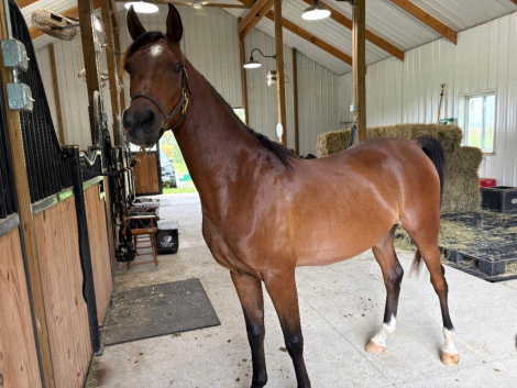 HorseID: 2321312 De La Court - PhotoID: 1108951