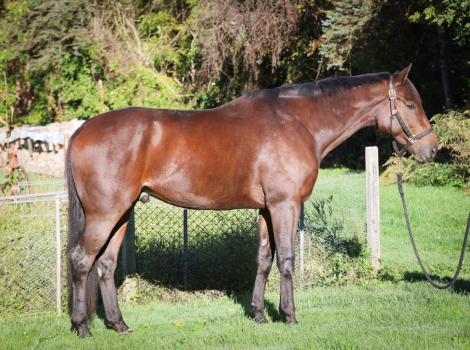 HorseID: 2321317 Morq - PhotoID: 1108953