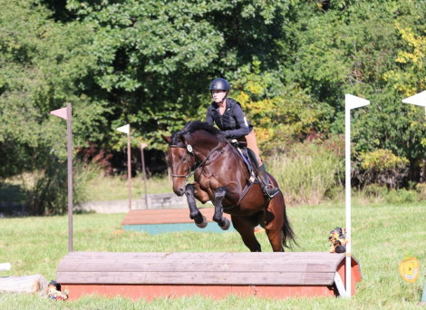 HorseID: 2321317 Morq - PhotoID: 1108954