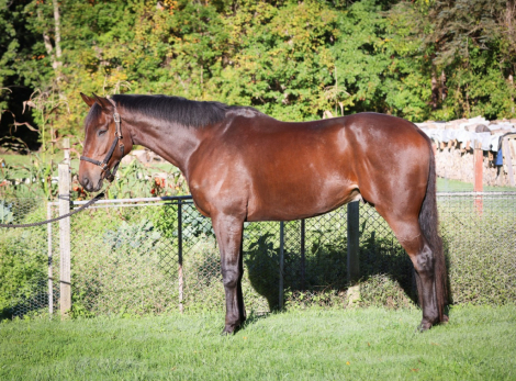 HorseID: 2321317 Morq - PhotoID: 1108956