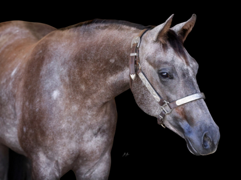 HorseID: 2321318 Spooks Doolin Lena - PhotoID: 1108957