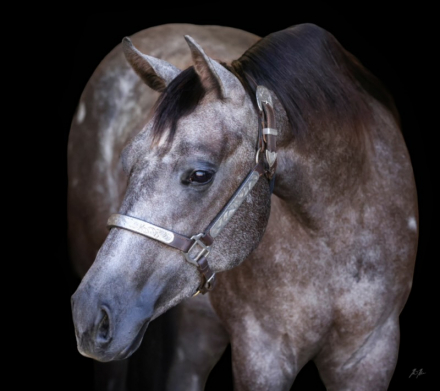 HorseID: 2321318 Spooks Doolin Lena - PhotoID: 1108958