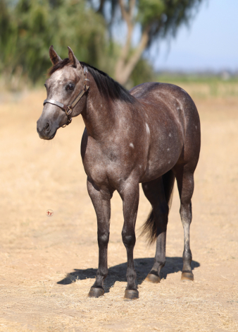 HorseID: 2321318 Spooks Doolin Lena - PhotoID: 1108959
