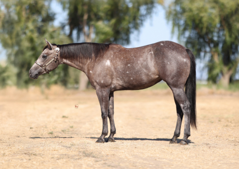 HorseID: 2321318 Spooks Doolin Lena - PhotoID: 1108960