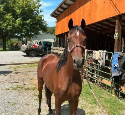 HorseID: 2321322 Ladie Patina AF - PhotoID: 1108962
