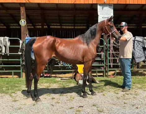 HorseID: 2321322 Ladie Patina AF - PhotoID: 1108964