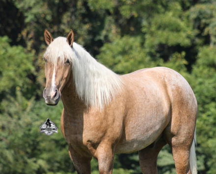 HorseID: 2321333 Bentley 2 Week Guarantee - PhotoID: 1109052
