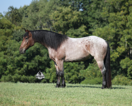 HorseID: 2321334 Ranger 2 Week Guarantee - PhotoID: 1109070