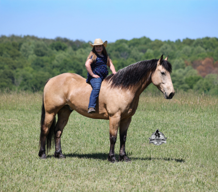 HorseID: 2321335 Shiloh 2 Week Guarantee - PhotoID: 1109071