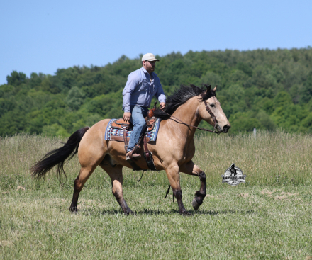 HorseID: 2321335 Shiloh 2 Week Guarantee - PhotoID: 1109074