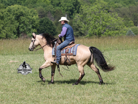 HorseID: 2321336 Mikes Poco 2 Week Guarantee - PhotoID: 1109064