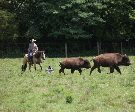 HorseID: 2321336 Mikes Poco 2 Week Guarantee - PhotoID: 1109066