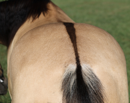 HorseID: 2321337 Ash Iza Whiskey 2 Week Guarantee - PhotoID: 1109049