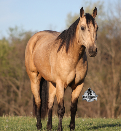 HorseID: 2321338 Tanner 2 Week Guarantee - PhotoID: 1109076