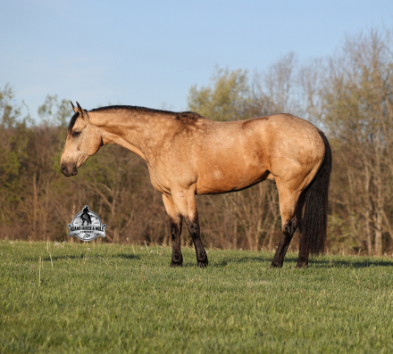 HorseID: 2321338 Tanner 2 Week Guarantee - PhotoID: 1109077