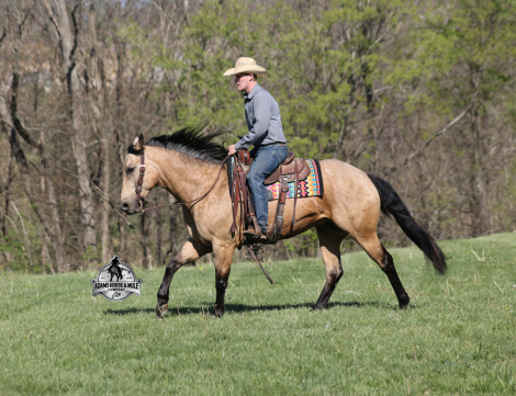 HorseID: 2321338 Tanner 2 Week Guarantee - PhotoID: 1109078