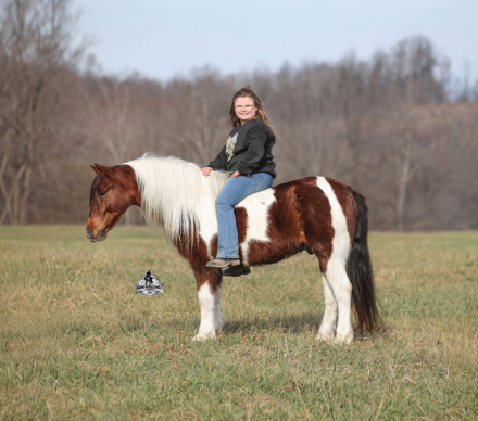 HorseID: 2321339 Diego 2 Week Guarantee - PhotoID: 1109055
