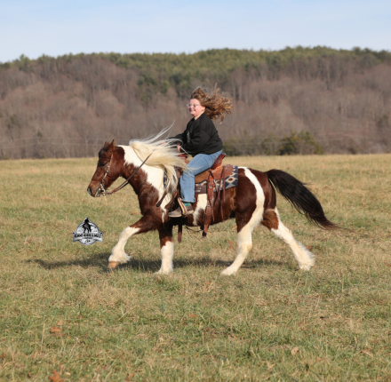 HorseID: 2321339 Diego 2 Week Guarantee - PhotoID: 1109056