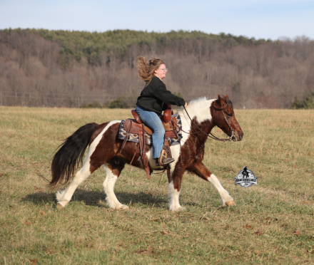 HorseID: 2321339 Diego 2 Week Guarantee - PhotoID: 1109057