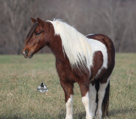 HorseID: 2321339 Diego 2 Week Guarantee - PhotoID: 1109058