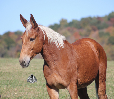HorseID: 2321340 Woodrow 2 Week Guarantee - PhotoID: 1109080