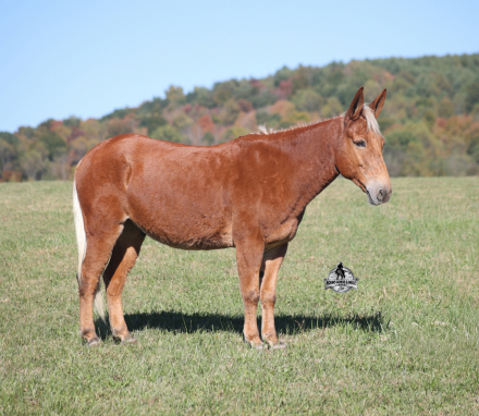 HorseID: 2321340 Woodrow 2 Week Guarantee - PhotoID: 1109081