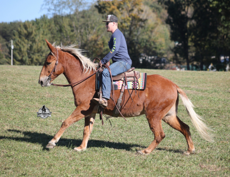 HorseID: 2321340 Woodrow 2 Week Guarantee - PhotoID: 1109082