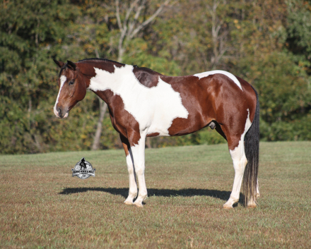 HorseID: 2321341 DM Rockstar Parking 2 Week Guarantee - PhotoID: 1109084