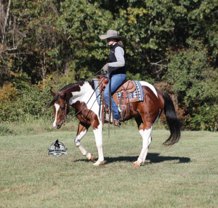 HorseID: 2321341 DM Rockstar Parking 2 Week Guarantee - PhotoID: 1109085