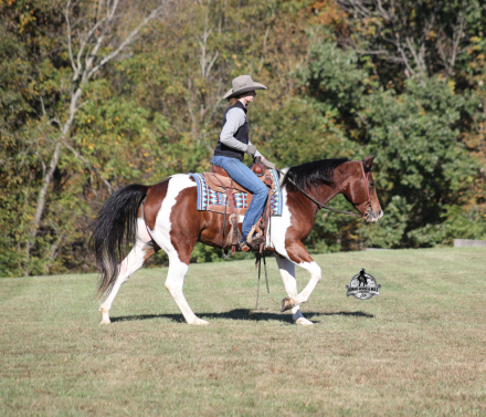 HorseID: 2321341 DM Rockstar Parking 2 Week Guarantee - PhotoID: 1109086