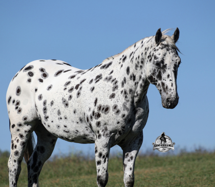 HorseID: 2321342 Happy 2 Week Guarantee - PhotoID: 1109060