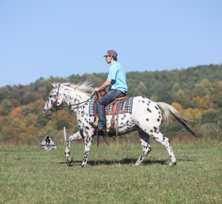 HorseID: 2321342 Happy 2 Week Guarantee - PhotoID: 1109061