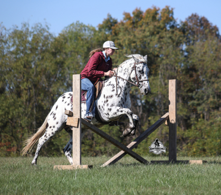 HorseID: 2321342 Happy 2 Week Guarantee - PhotoID: 1109062