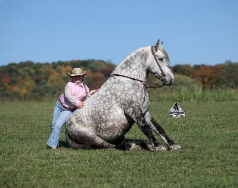 HorseID: 2321343 Armani 2 Week Guarantee - PhotoID: 1109043