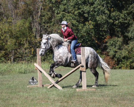 HorseID: 2321343 Armani 2 Week Guarantee - PhotoID: 1109044