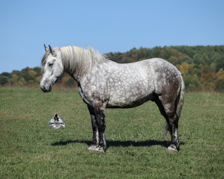 HorseID: 2321343 Armani 2 Week Guarantee - PhotoID: 1109045