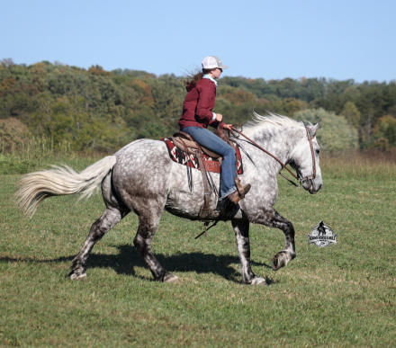 HorseID: 2321343 Armani 2 Week Guarantee - PhotoID: 1109046