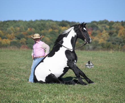 HorseID: 2321344 Dutch Creek Diamond 2 Week Guarantee - PhotoID: 1109087