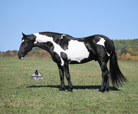 HorseID: 2321344 Dutch Creek Diamond 2 Week Guarantee - PhotoID: 1109088