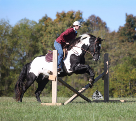 HorseID: 2321344 Dutch Creek Diamond 2 Week Guarantee - PhotoID: 1109089