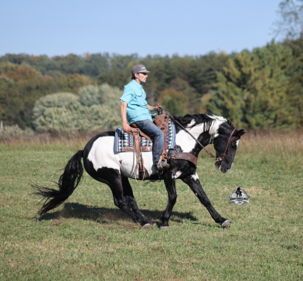 HorseID: 2321344 Dutch Creek Diamond 2 Week Guarantee - PhotoID: 1109090