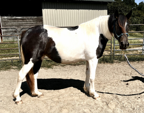 HorseID: 2321349 Raven - PhotoID: 1108972
