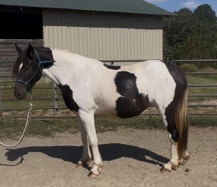 HorseID: 2321349 Raven - PhotoID: 1108973