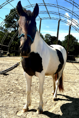 HorseID: 2321349 Raven - PhotoID: 1108974