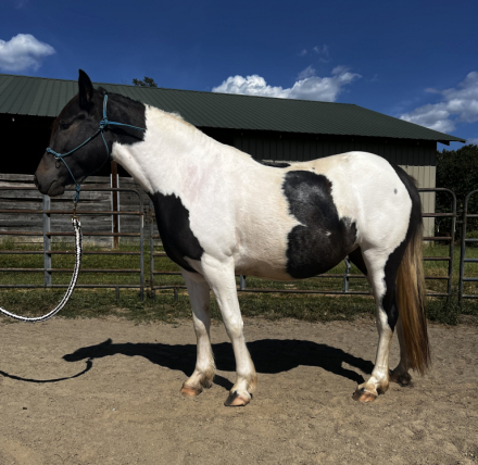 HorseID: 2321349 Raven - PhotoID: 1108975