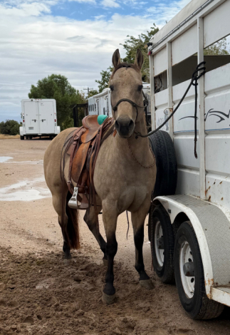 HorseID: 2321351 Bucky - PhotoID: 1108977