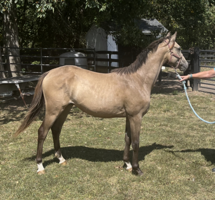 HorseID: 2321354 Signed Sealed Delivered aka Dusty - PhotoID: 1108979