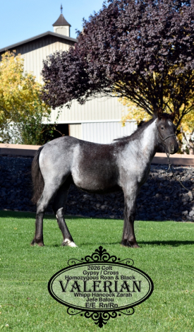 HorseID: 2321357 Valerian Balou J. - PhotoID: 1108981